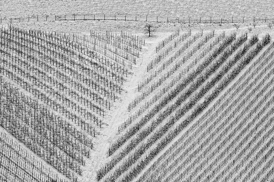 Stark Vineyard Pattern by Jure Kravanja — canvas wall art