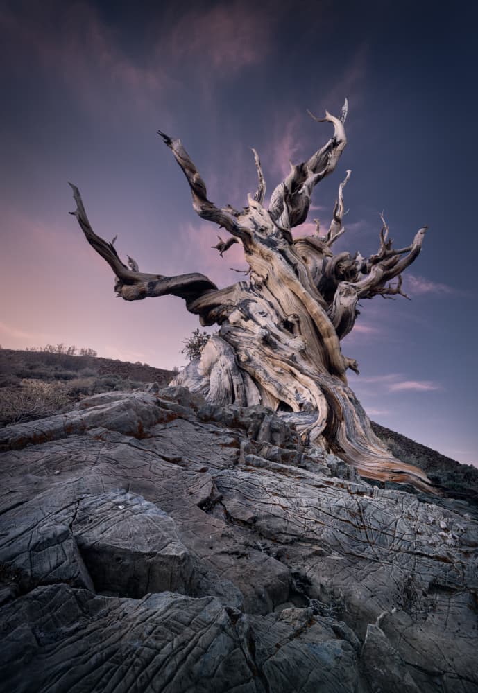 Ancient Twisted Tree by Karol Nienartowicz — canvas wall art