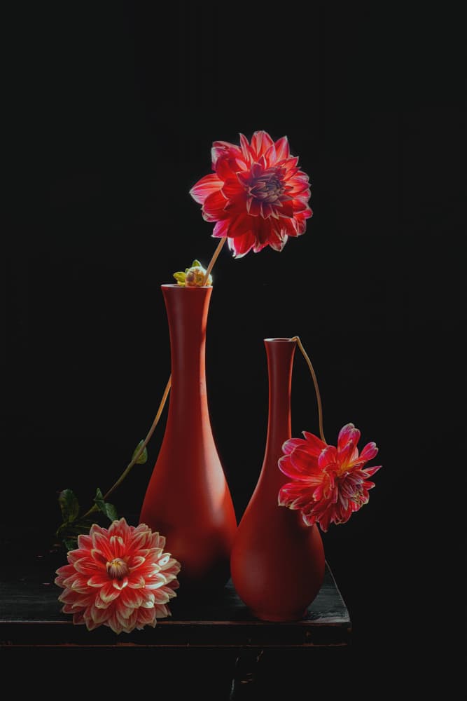Vibrant Dahlia Still Life by Lydia Jacobs — canvas wall art