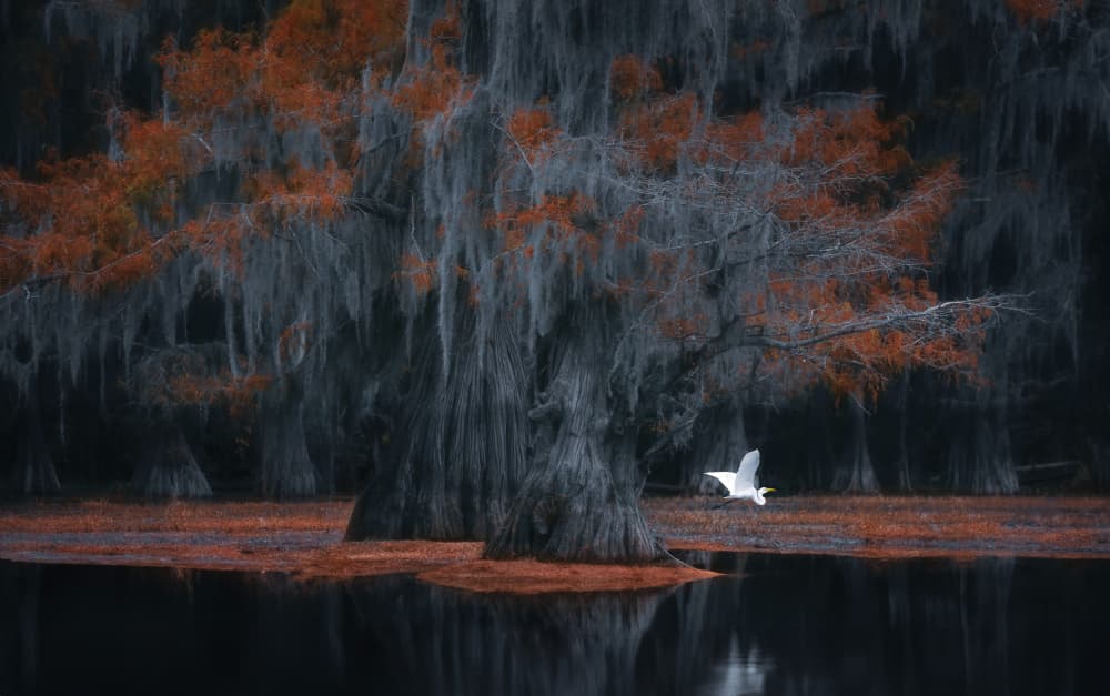 Egret Over Autumn Swamp by Catherine Wang — canvas wall art