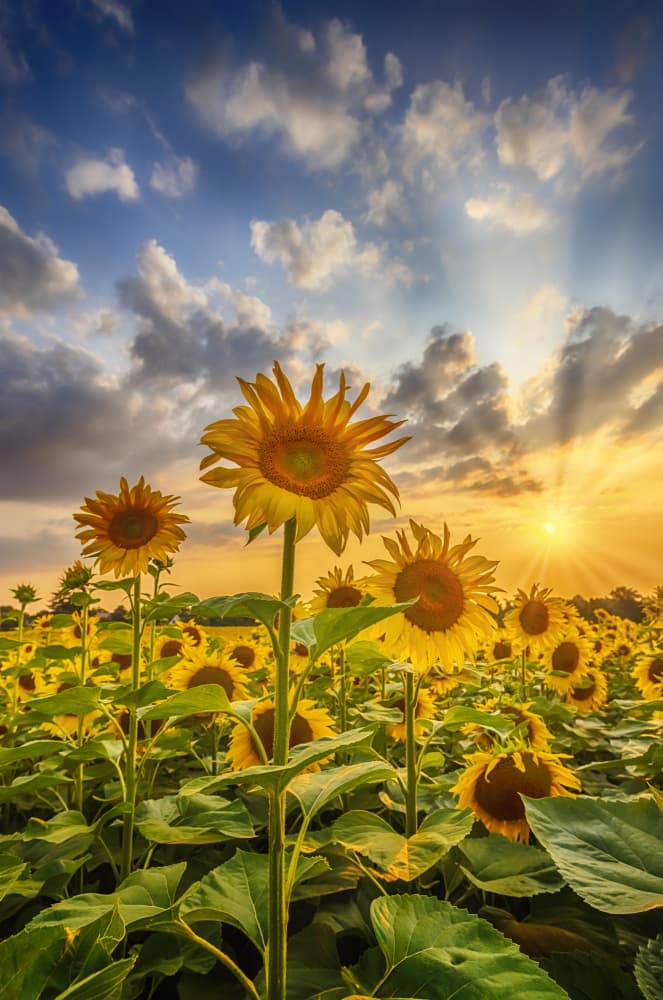 Golden Sunflower Sunset by Melanie Viola — canvas wall art
