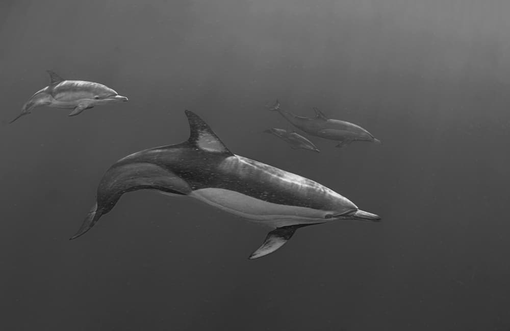Dolphin Pod Underwater by Jennifer Lu — canvas wall art