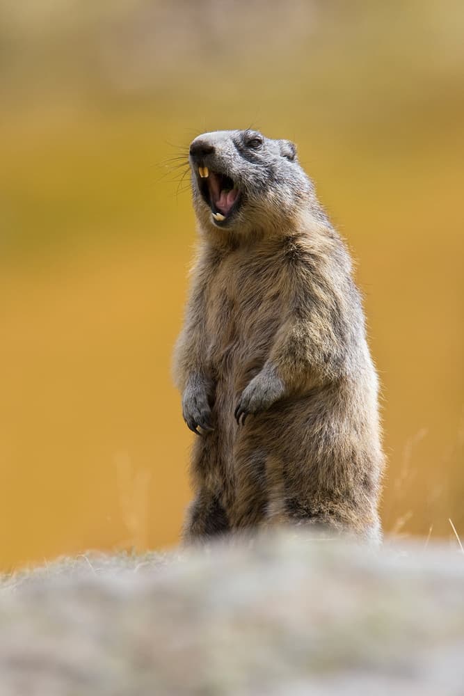 Marmot Calling Out by Paolo Bolla — canvas wall art