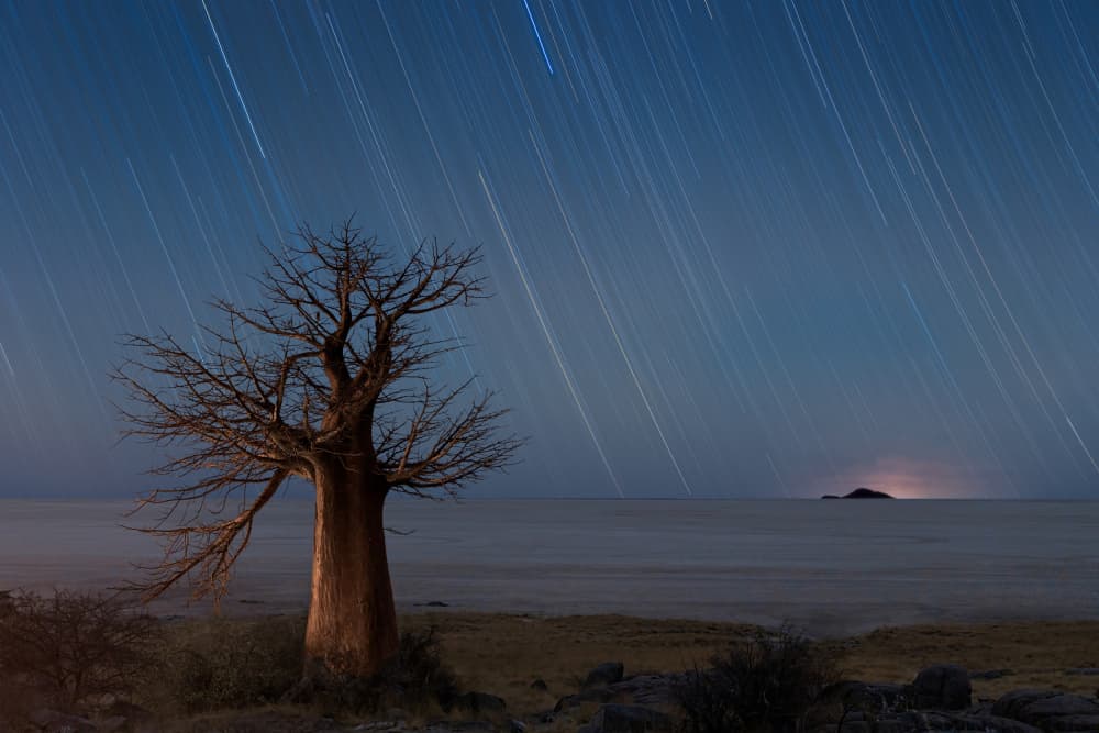 Baobab Star Trails by Vikas Chander — canvas wall art