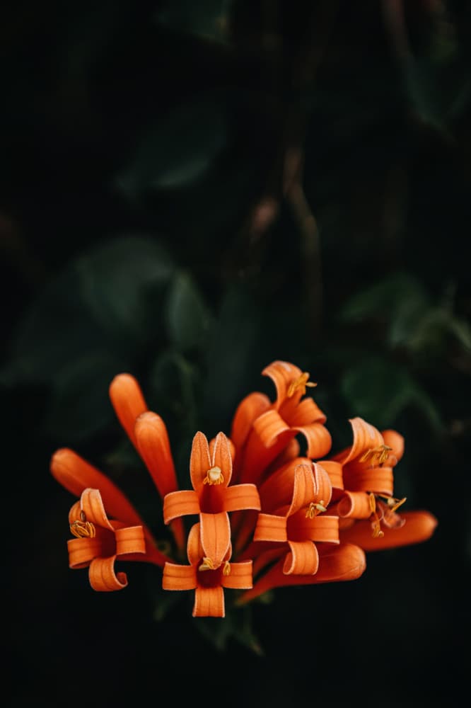 Vibrant Orange Flowers by Tim Mossholder — canvas wall art