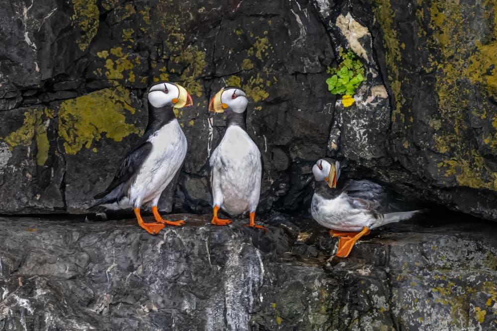Three Tufted Puffins by Jeffrey C. Sink — canvas wall art