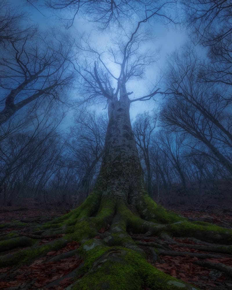 Misty Ancient Tree by Kirill Volkov — canvas wall art