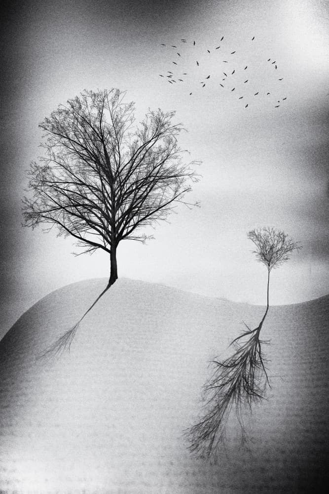 Bare Trees Long Shadows by Marchevca Bogdan — canvas wall art