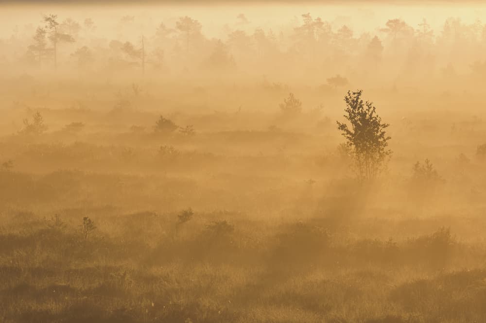 Golden Morning Mist by Hamed Bank — canvas wall art