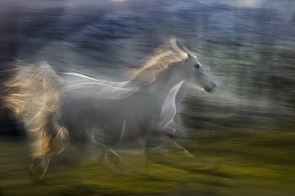 White Horse Motion by Milan Malovrh — canvas wall art