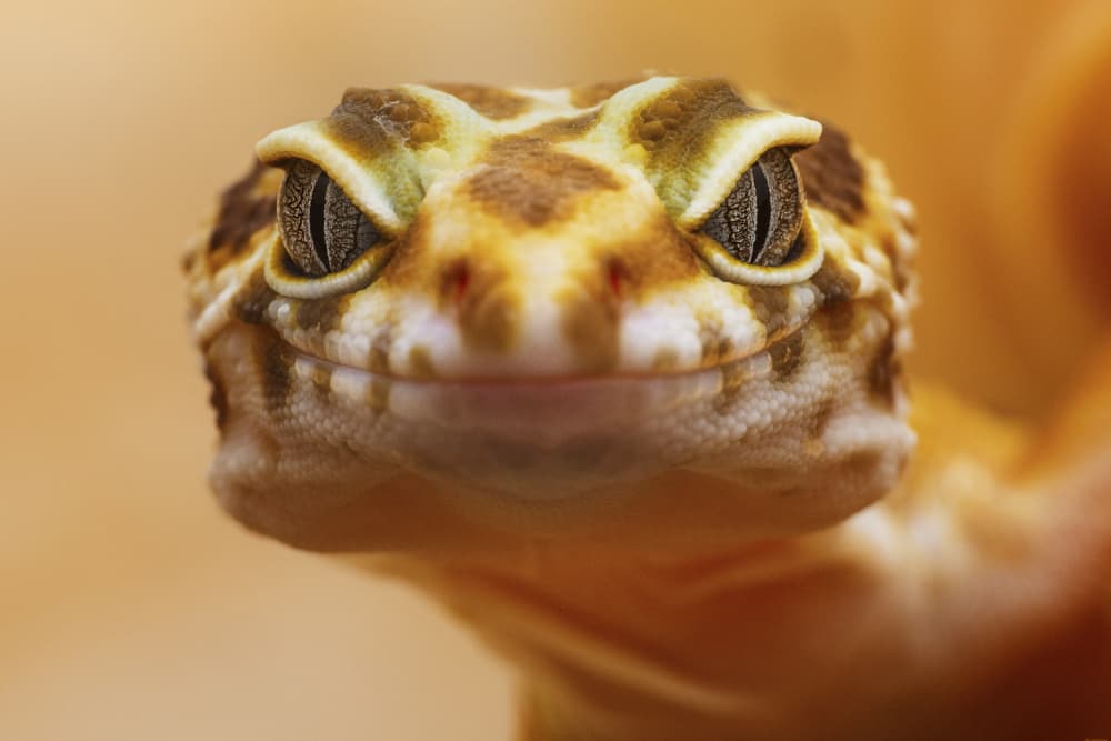 Curious Leopard Gecko by Andi Halil — canvas wall art