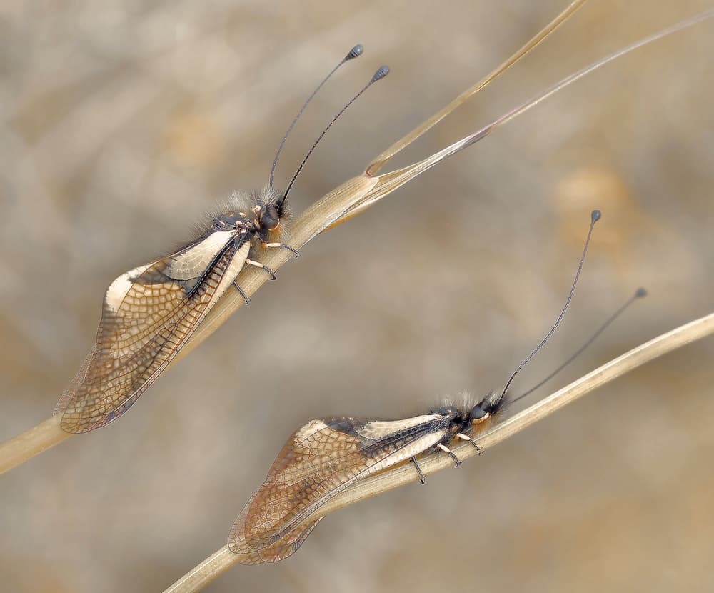 Delicate Owlflies Resting by Thierry Dufour — canvas wall art