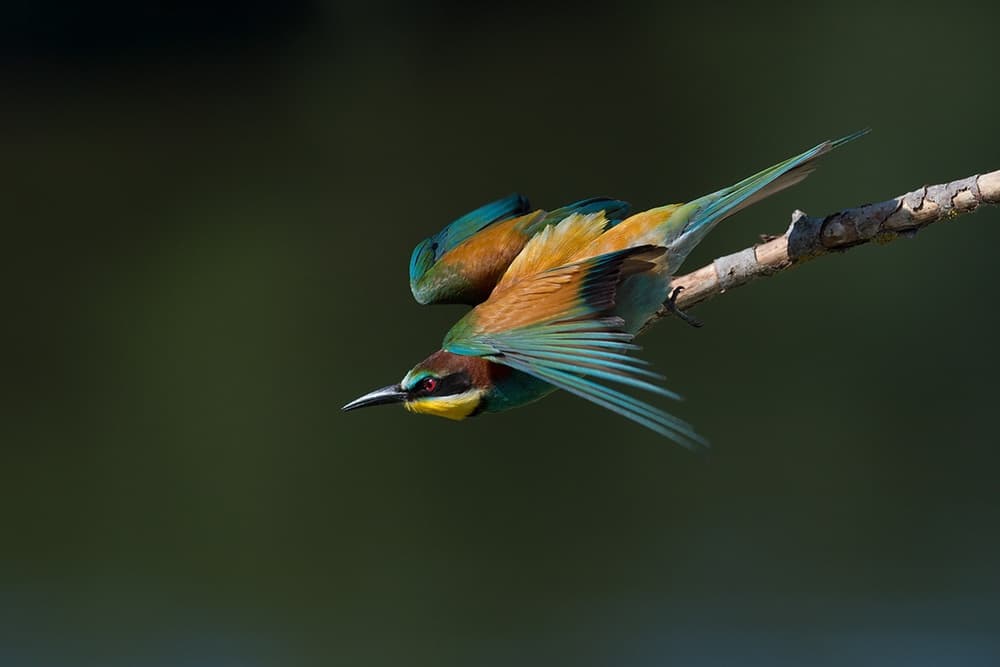 Colorful Bee-Eater Flight by Marco Pozzi — canvas wall art