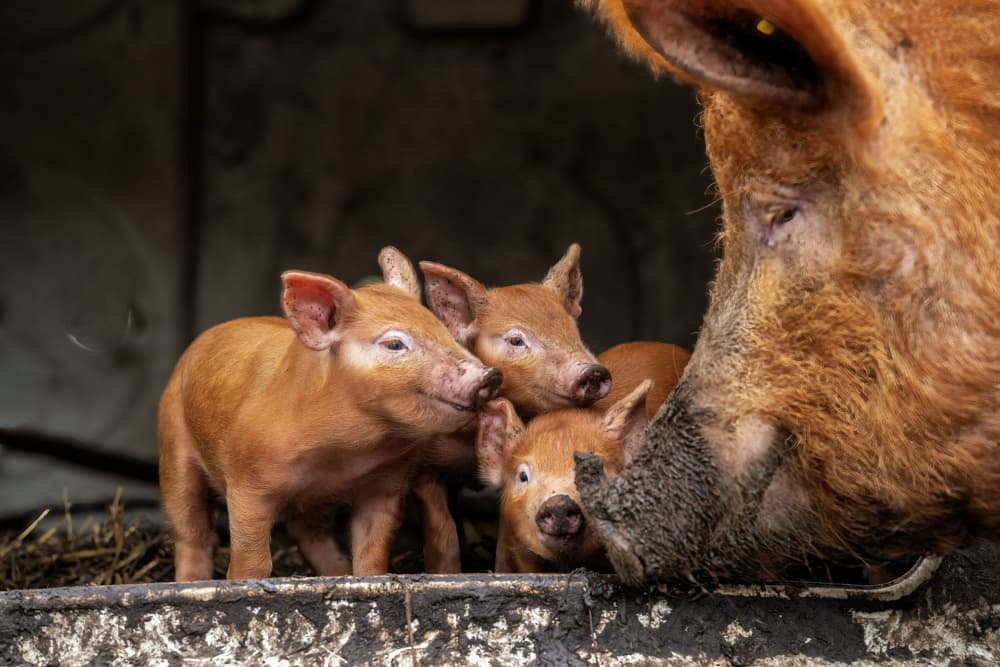 Warm Pig Family by Gert van den Bosch — canvas wall art