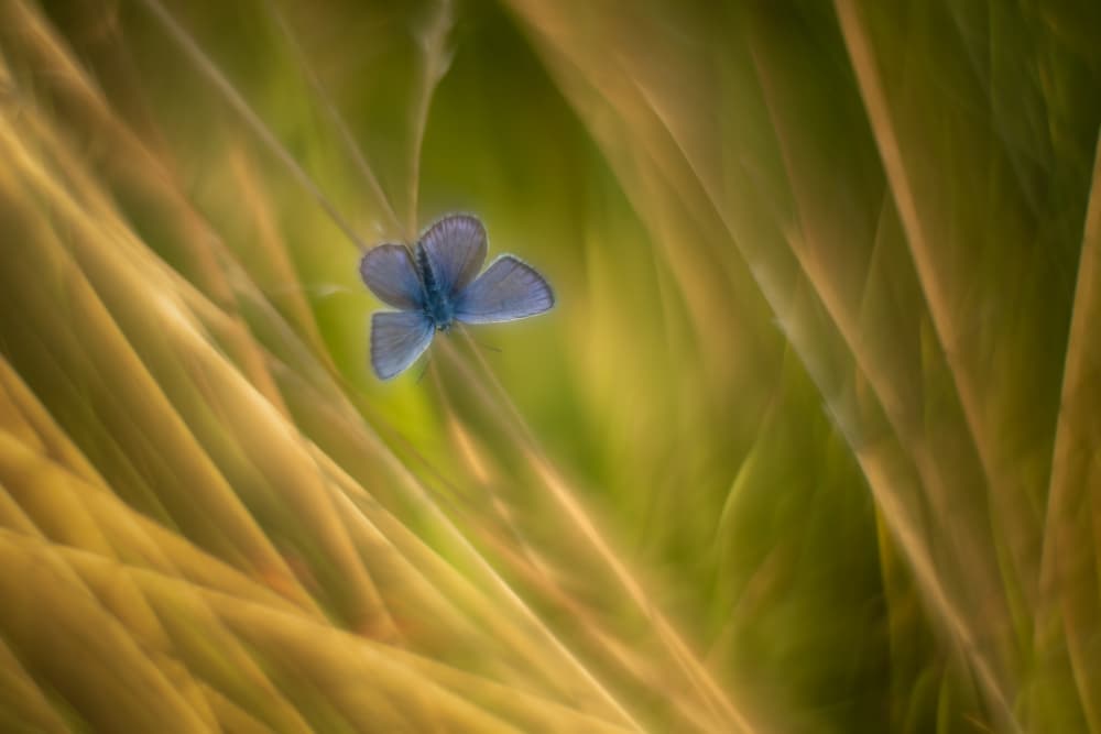 Golden Grass Butterfly by Piet Haaksma — canvas wall art