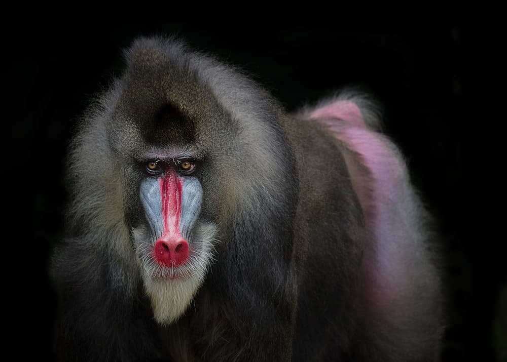 Colorful Mandrill Portrait by C.S. Tjandra — canvas wall art