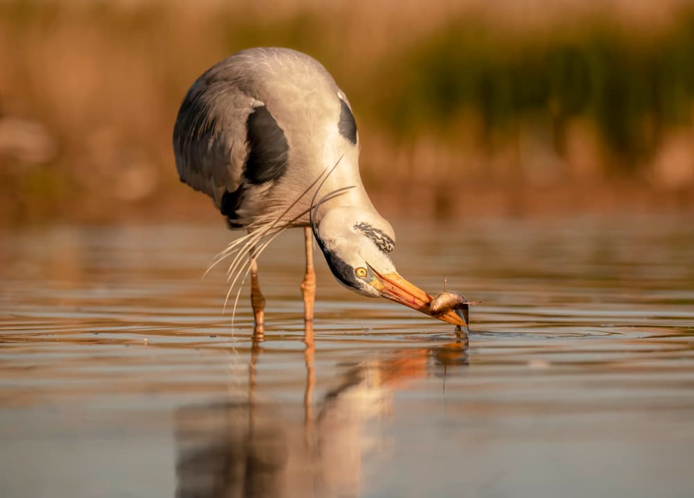 Heron's Golden Hour Catch by Judy Tseng — canvas wall art