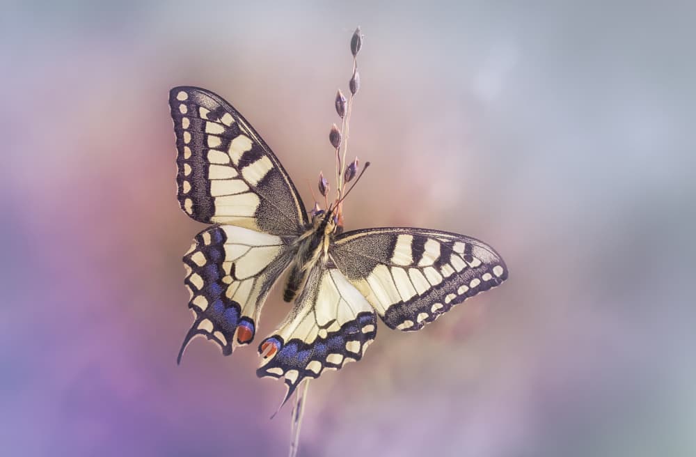 Graceful Swallowtail Butterfly by Fabrizio Daminelli — canvas wall art