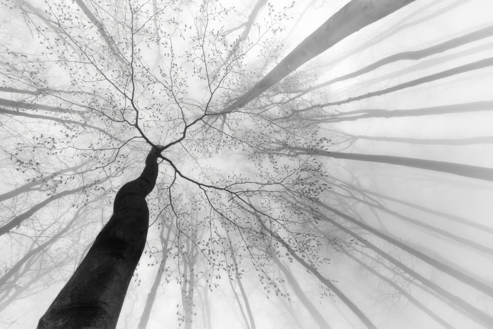 Misty Forest Canopy by Tom Pavlasek — canvas wall art