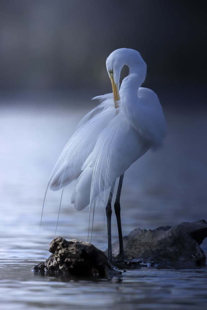 Elegant Egret Preening by Judy Tseng — canvas wall art