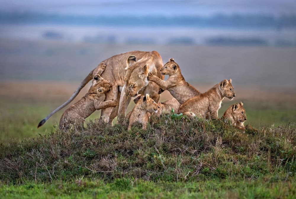 African Lion Family by Xavier Ortega — canvas wall art
