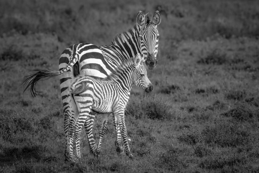 Mother and Foal Zebra by Jeffrey C. Sink — canvas wall art