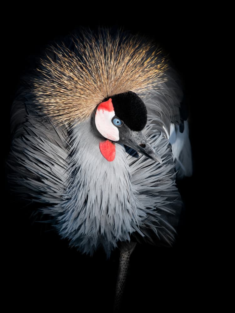 Regal Crowned Crane by Mathilde Guillemot — canvas wall art