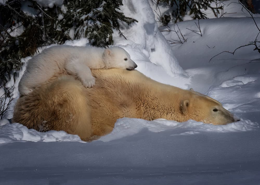 Polar Bear Cub Cuddle by Yuan Su — canvas wall art