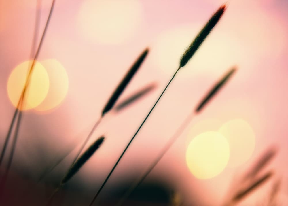 Soft Pink Bokeh Grass by Anna Cseresnjes — canvas wall art