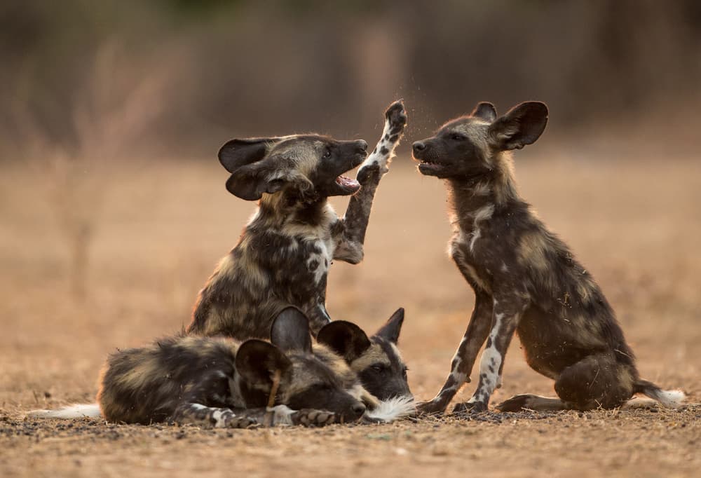 Wild Dog Playtime by Jaco Marx — canvas wall art