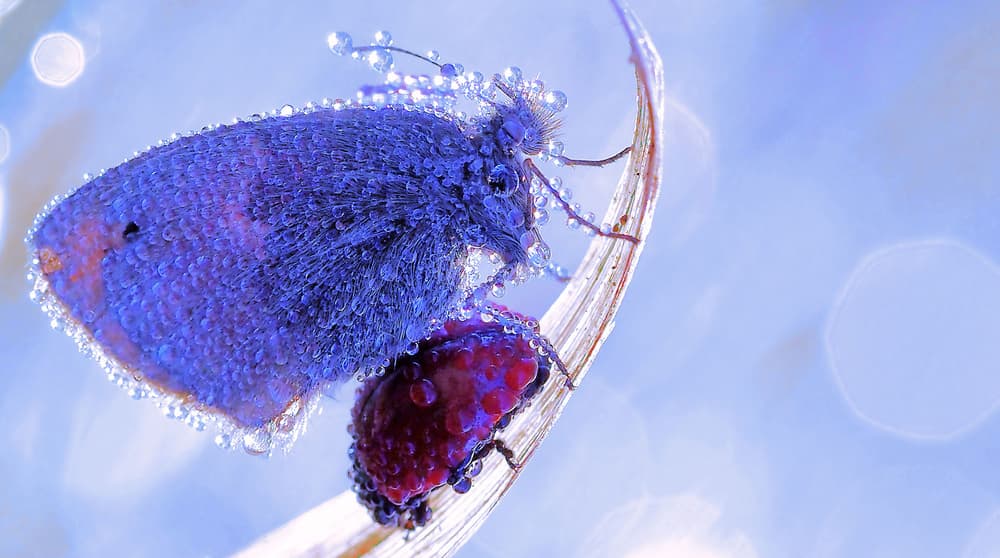 Dewy Blue Butterfly by Thierry Dufour — canvas wall art