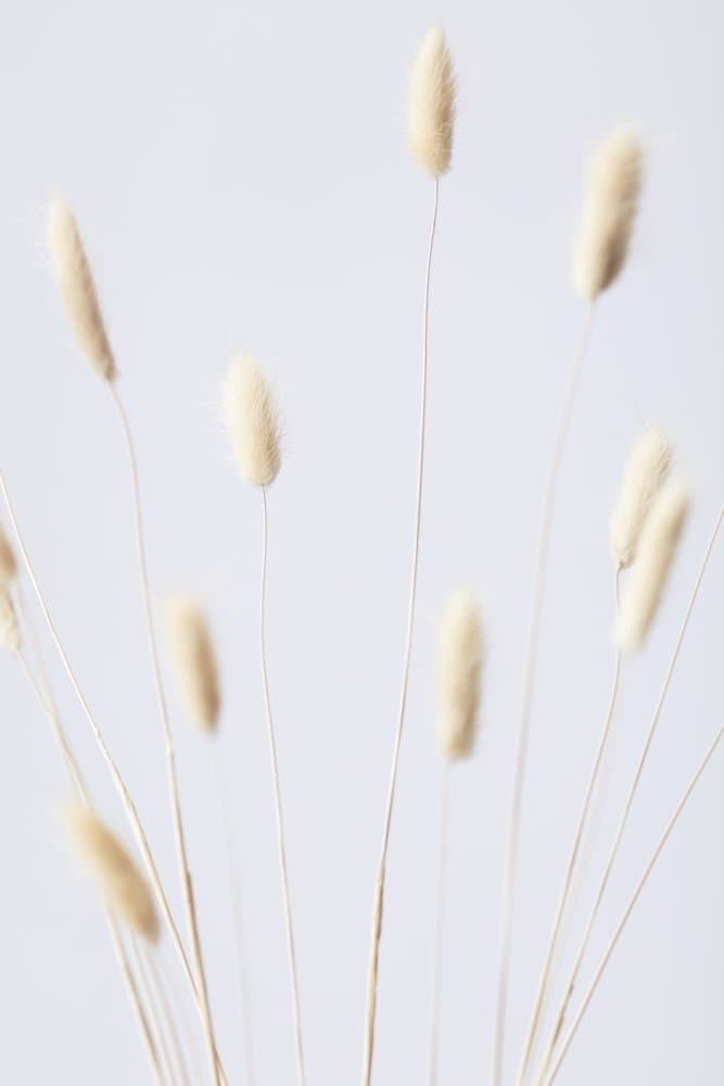 Soft Bunny Tails by Pictufy Studio III — canvas wall art