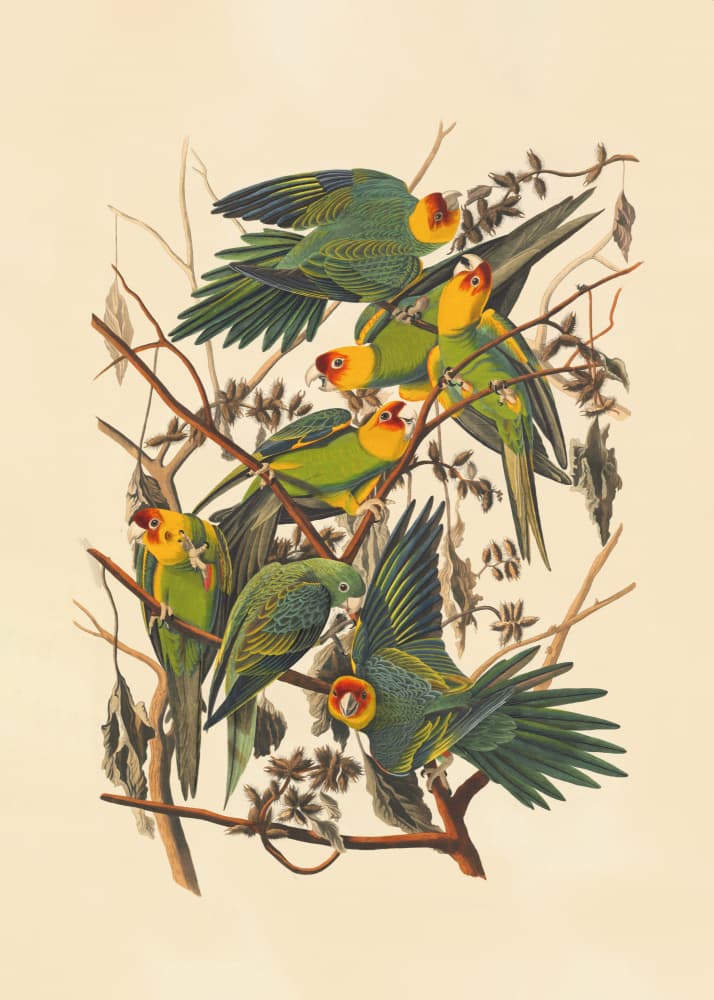 Carolina Parrot by John James Audubon — canvas wall art