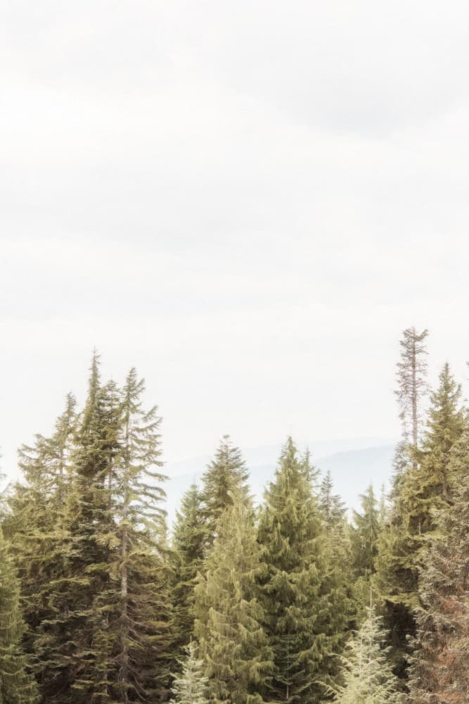 Misty Forest Trees by Lynann Colligan — canvas wall art