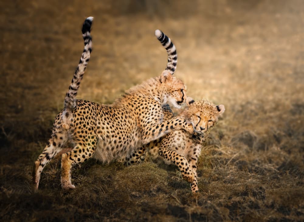 Playful Cheetah Cubs by Anna Zhang — canvas wall art