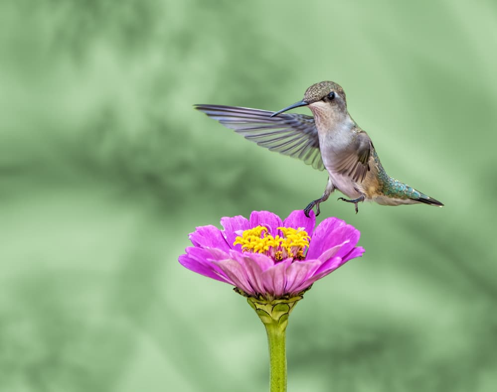 Hummingbird on Pink Zinnia by Hannah & Wei — canvas wall art