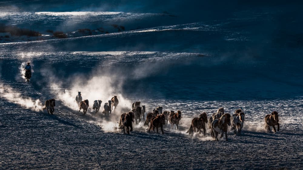 Wild Horses Winter Run by Irene Wu — canvas wall art