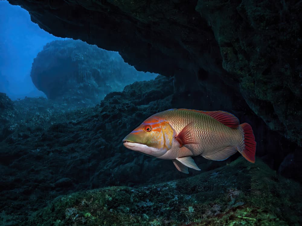 Colorful Fish Ocean Cave by Fernando Abreu — canvas wall art