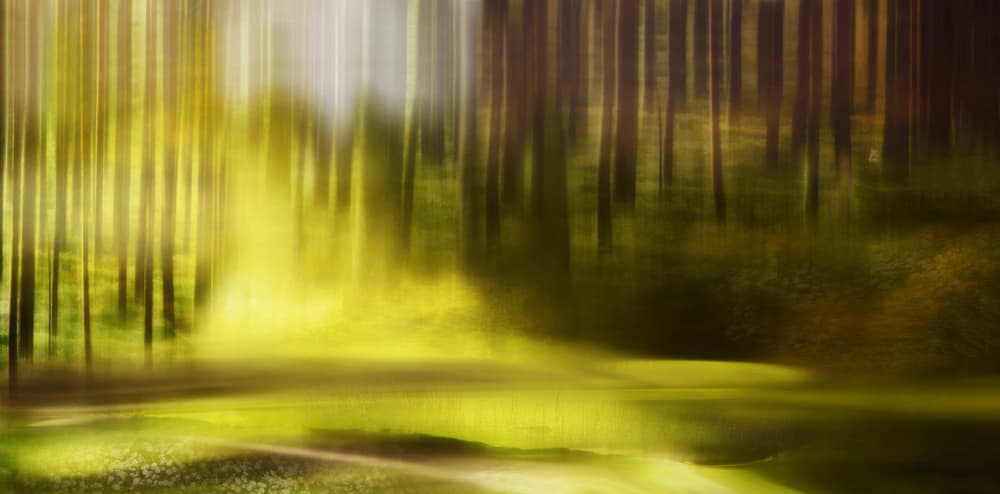 Golden Forest Glow by Heidi Westum — canvas wall art