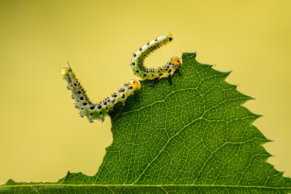 Leaf Munching Caterpillars by Piet Haaksma — canvas wall art