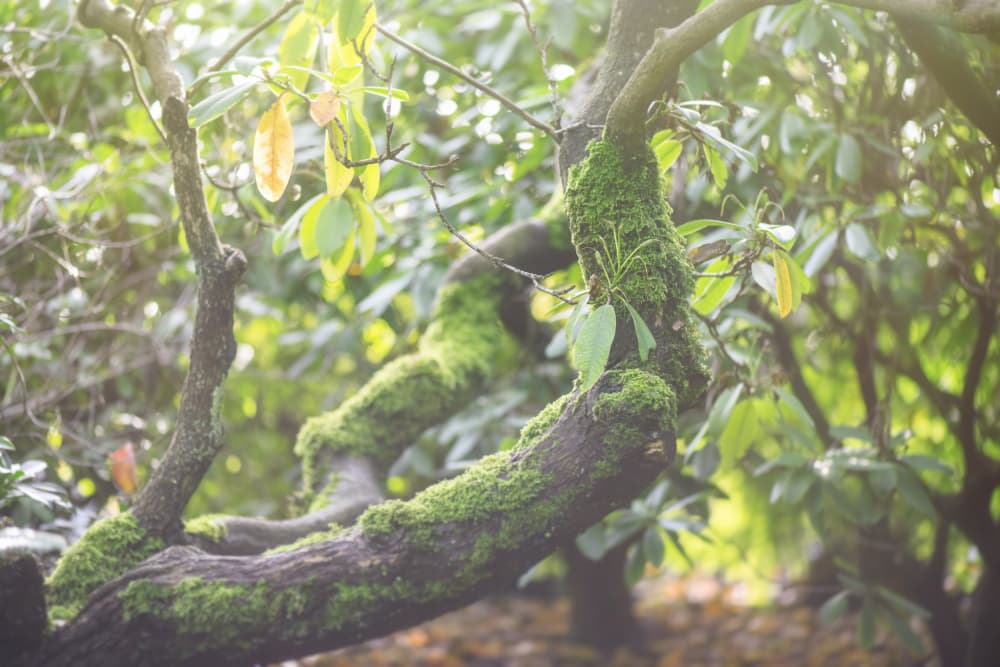 Sunlit Mossy Forest by Lynann Colligan — canvas wall art