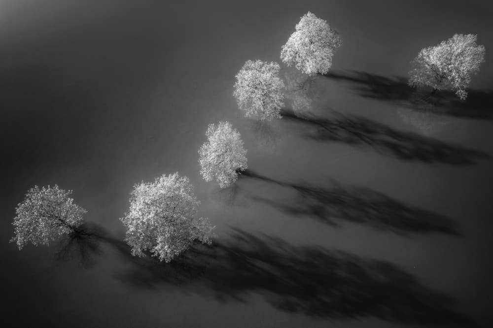 White Trees Long Shadows by Ales Komovec — canvas wall art