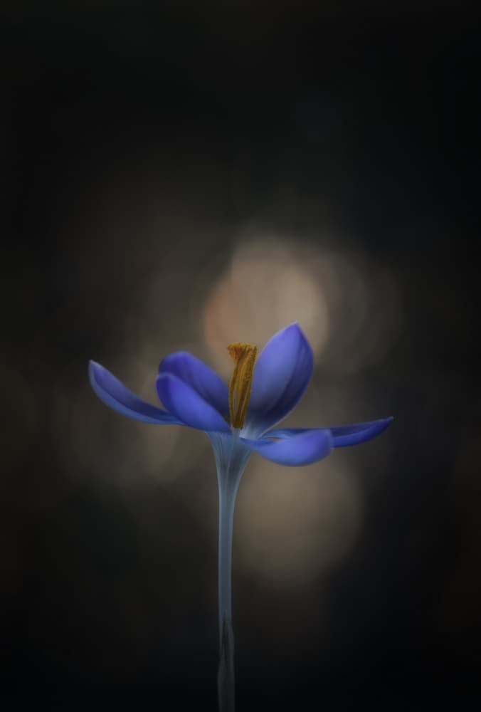 Delicate Blue Bloom by Lotte Grønkjær — canvas wall art