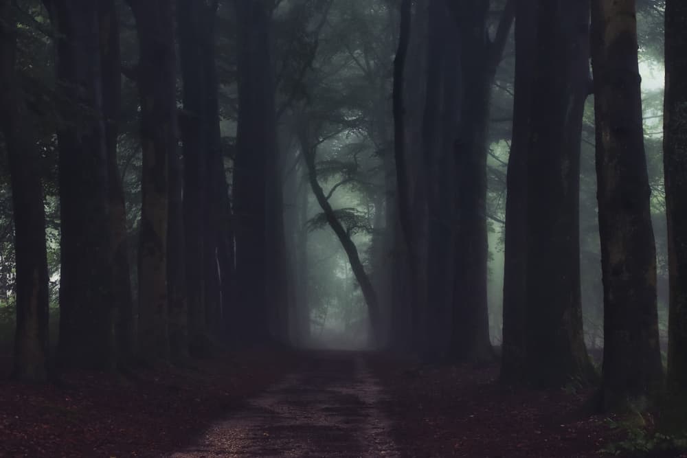 Misty Forest Path by Hilda van der Lee — canvas wall art