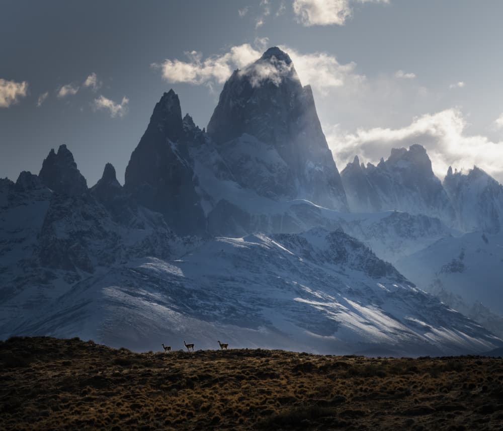 Patagonia Mountain Guanacos by James S. Chia — canvas wall art
