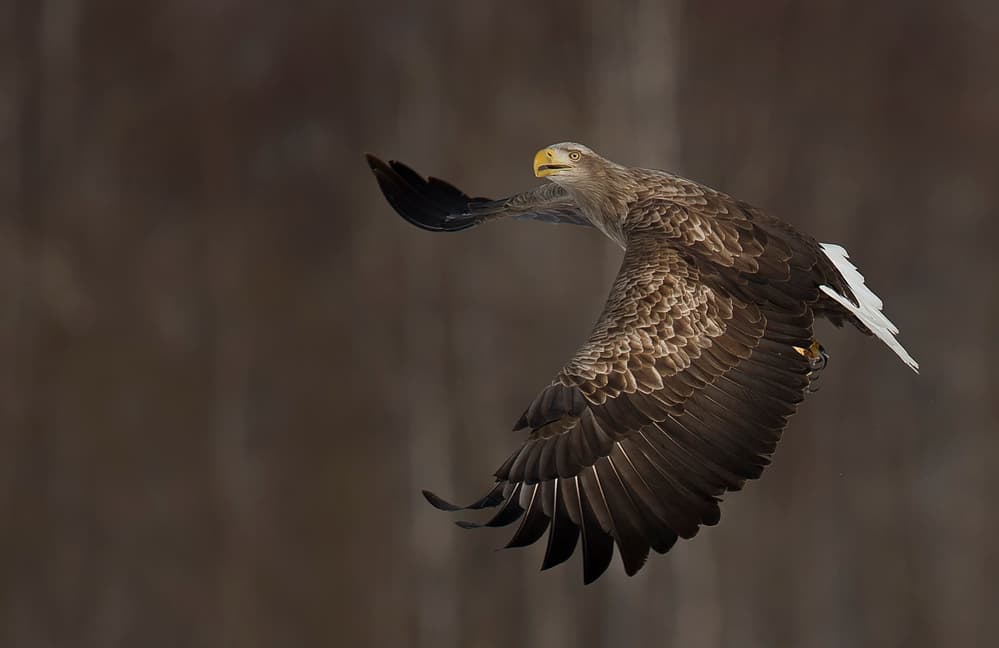 Soaring White-tailed Eagle by C.S. Tjandra — canvas wall art