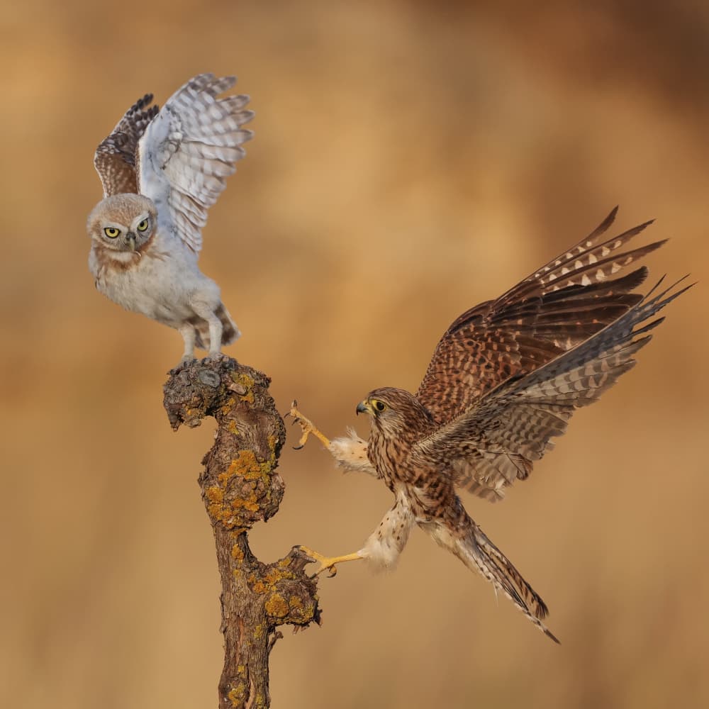 Owl and Kestrel Encounter by David Manusevich — canvas wall art