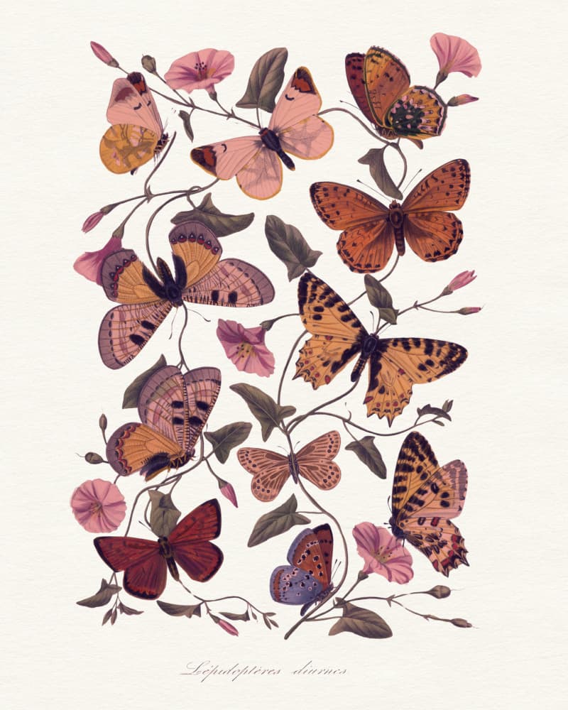Vintage Butterflies Morning Glories by Wild Violets — canvas wall art