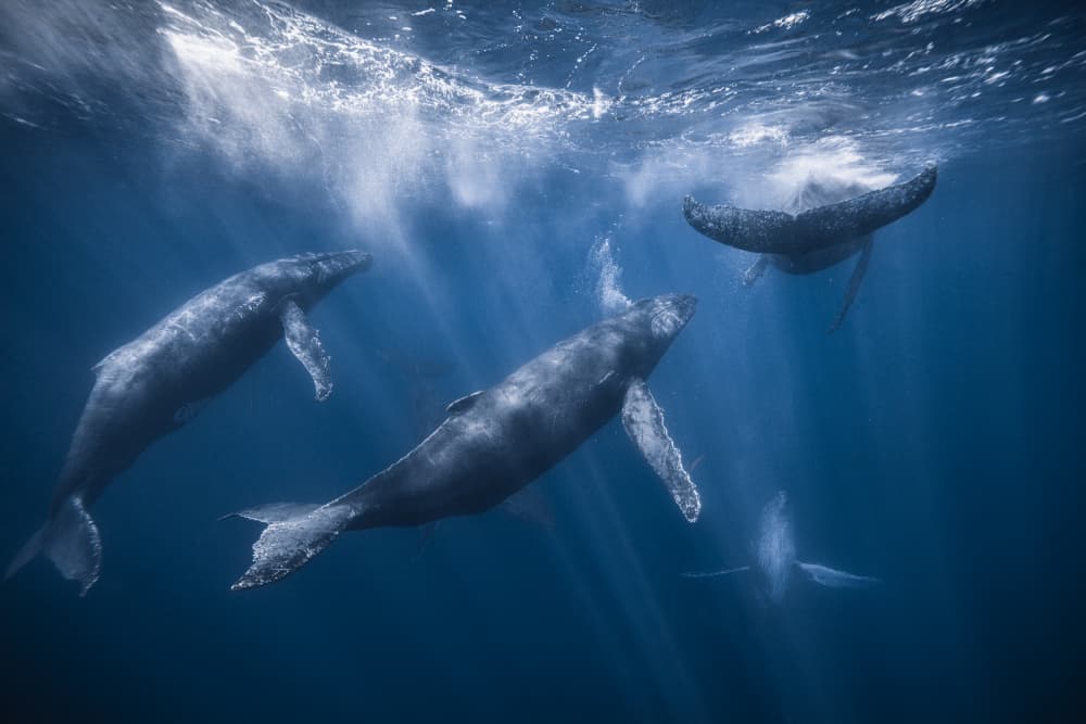 Sunlit Ocean Whales by Barathieu Gabriel — canvas wall art