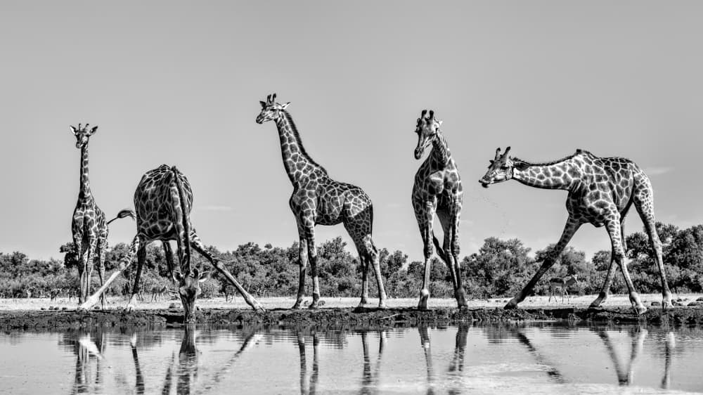 African Giraffes Waterhole by Jun Zuo — canvas wall art